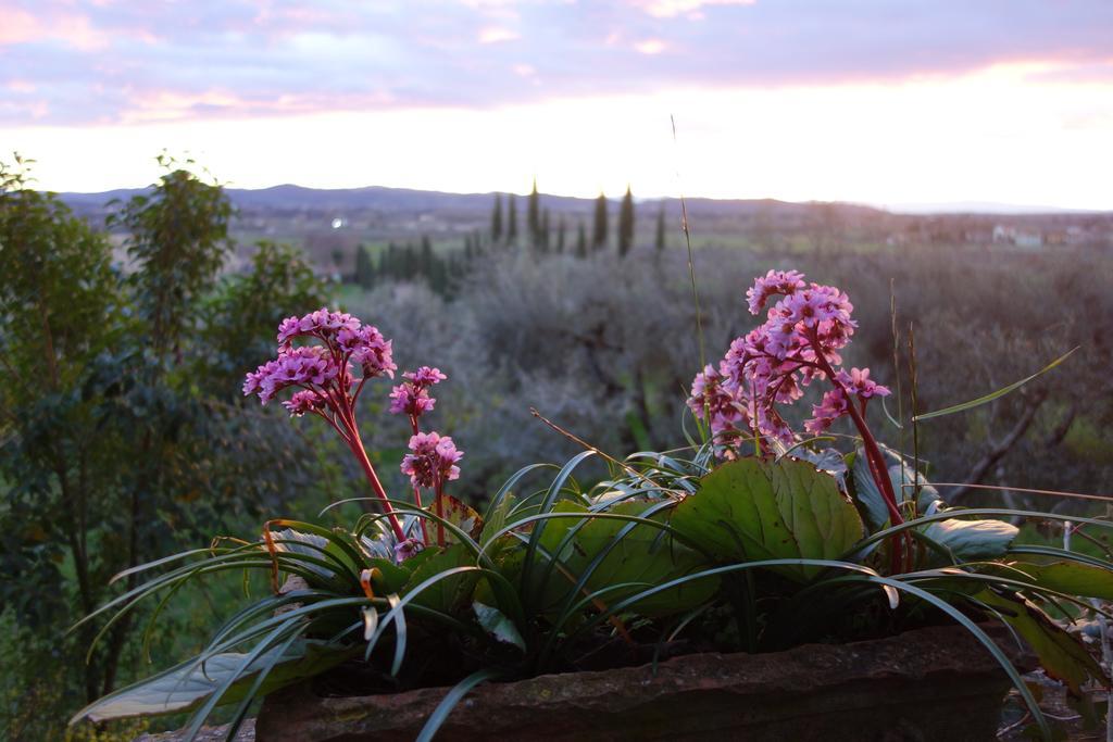 Bed and Breakfast Bella Di Ceciliano Arezzo Exterior foto